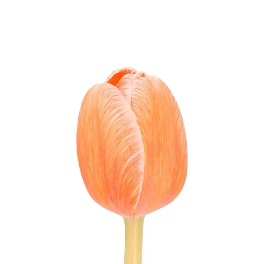 Tulip Painted Salmonies - 50 Stem Bunch