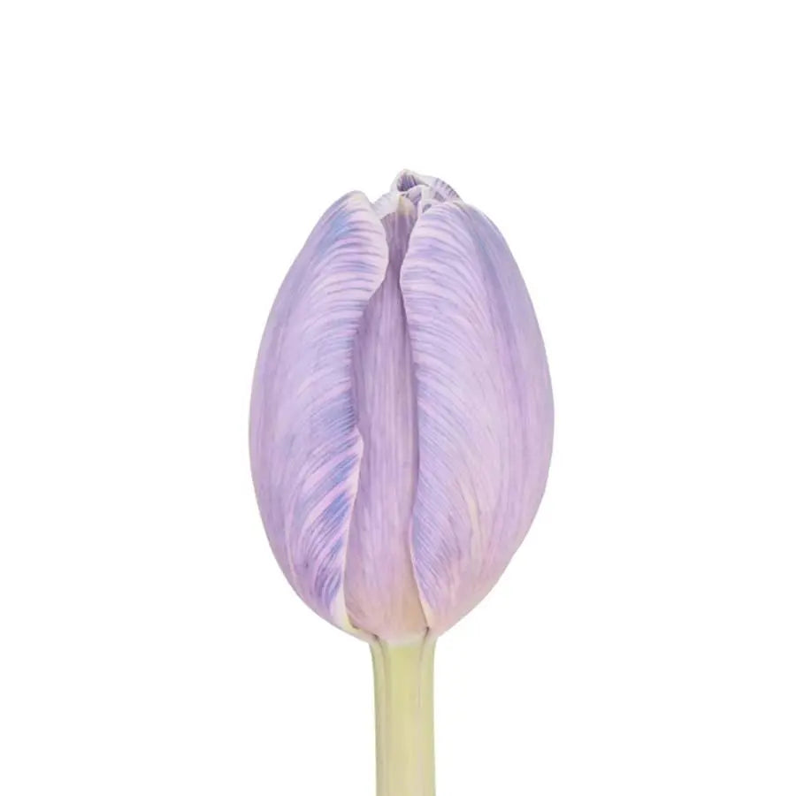 Tulip Painted Pastel Violet - 50 Stem Bunch