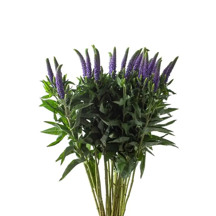 lavender veronica flower Veronica Blue - 100 Stem Box