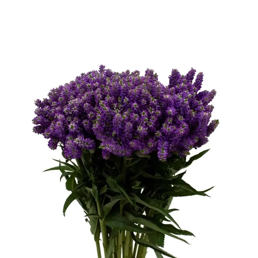 Veronica Smart Fountain -25 Stem Bunch