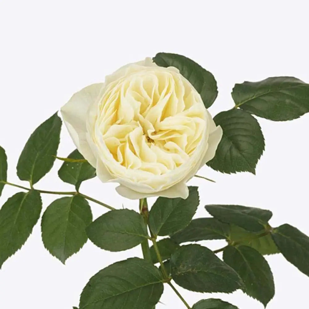 Rose White Vuvuzela