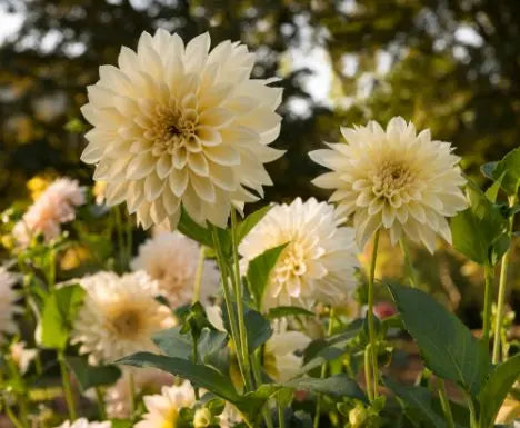 Dahlia Cafe au Lait