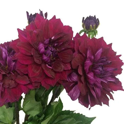 Dahlia Burgundy