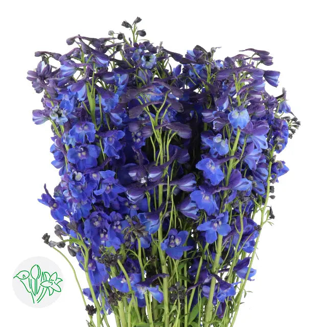 Delphinium Belladonna Dark Blue - 20 Stem Bunch Holex USA