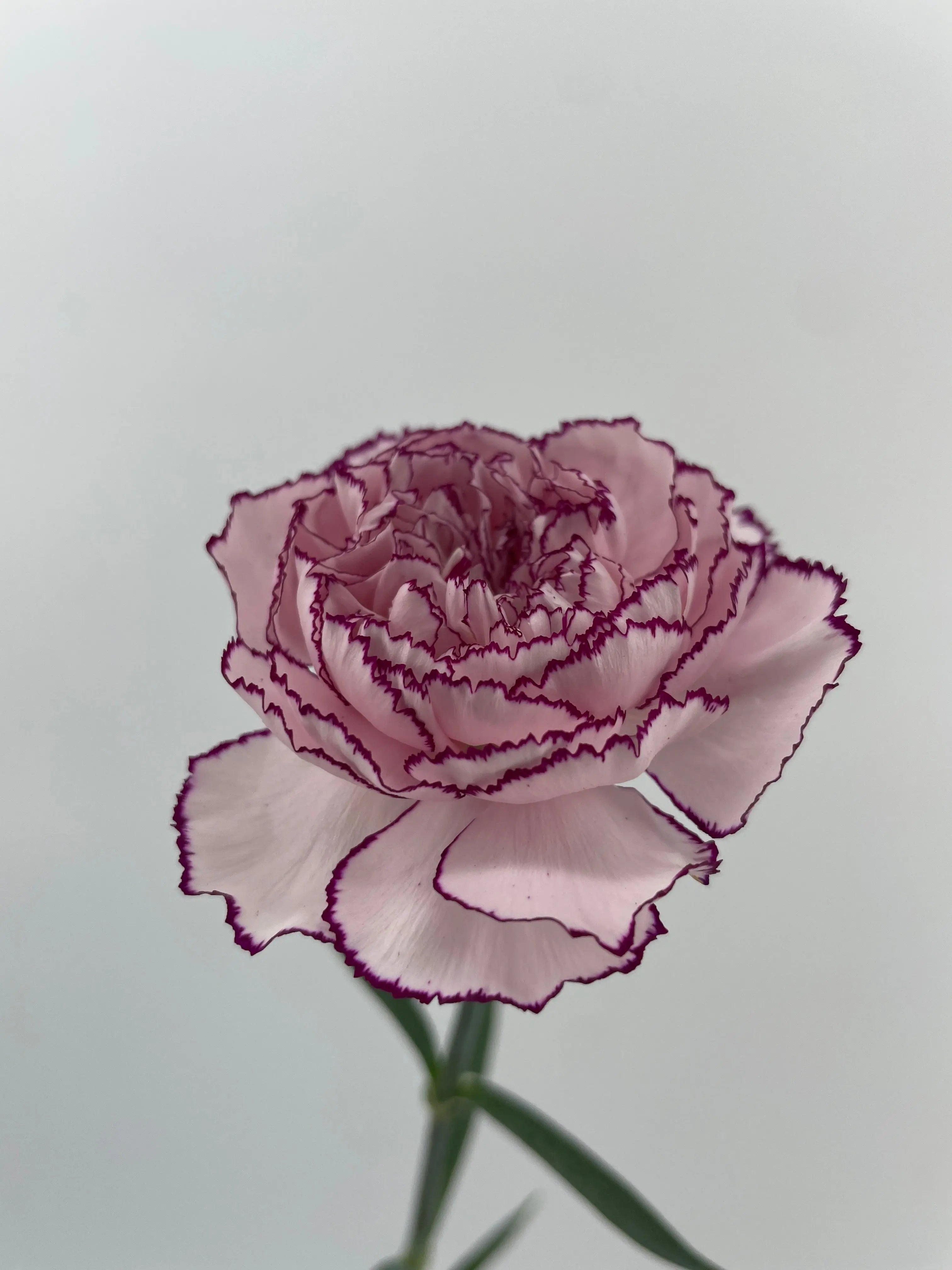 Carnation Florigene Mudah-40 stem bunch - Delight Your Simplicity