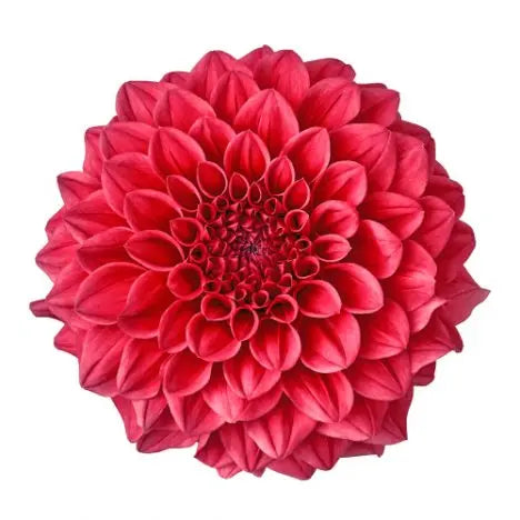Dahlia Red