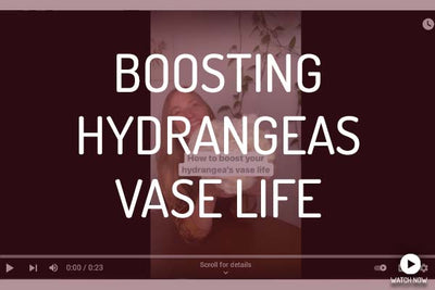 How To Boost Hydrangeas Vase Life