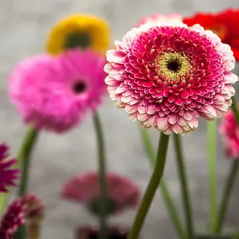 A-Little-Bit-About-Gerber-Daisies PetalDriven