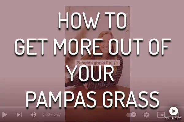 Getting-The-Most-Out-of-Your-Pampas-Grass PetalDriven
