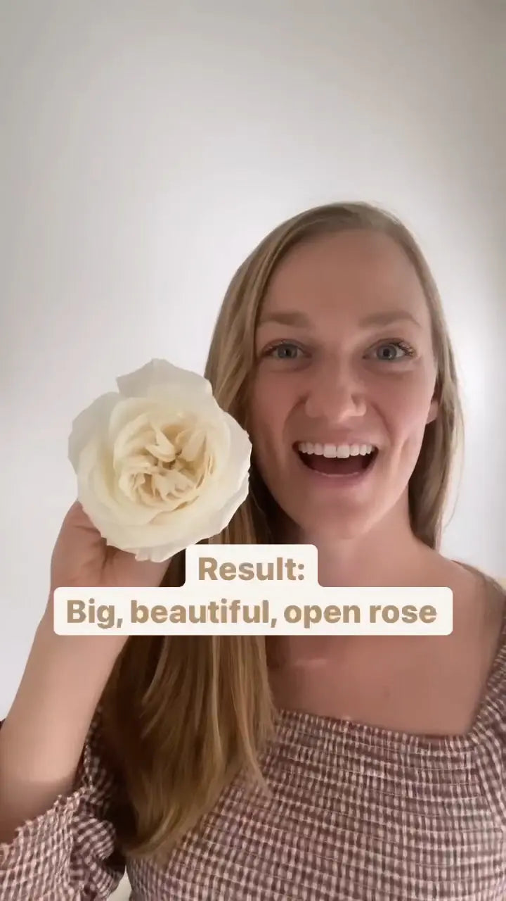 How-To-Open-A-Rose-Video-Tutorial PetalDriven