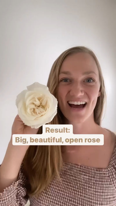 How To Open A Rose - Video Tutorial