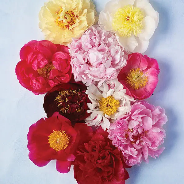 EVERYTHING-YOU-EVER-WANTED-TO-KNOW-ABOUT-PEONIES PetalDriven