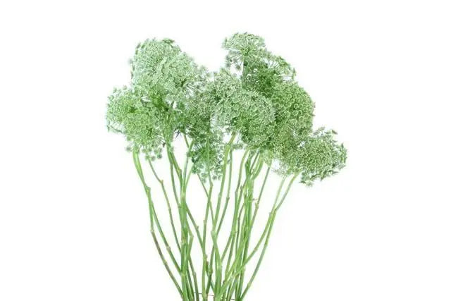 Queen-Anne-s-Lace PetalDriven