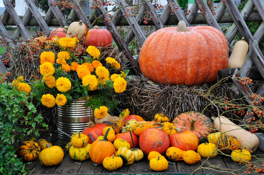 Fall Favorites