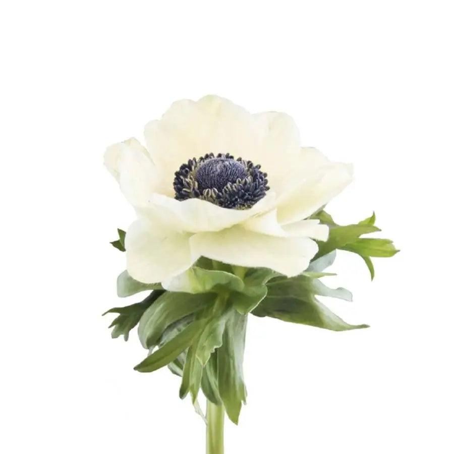 Anemone PetalDriven