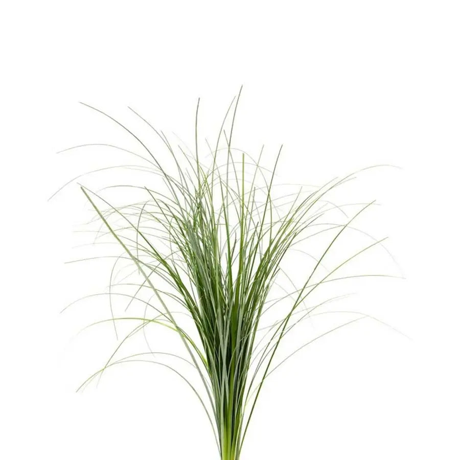 Bear-Grass PetalDriven