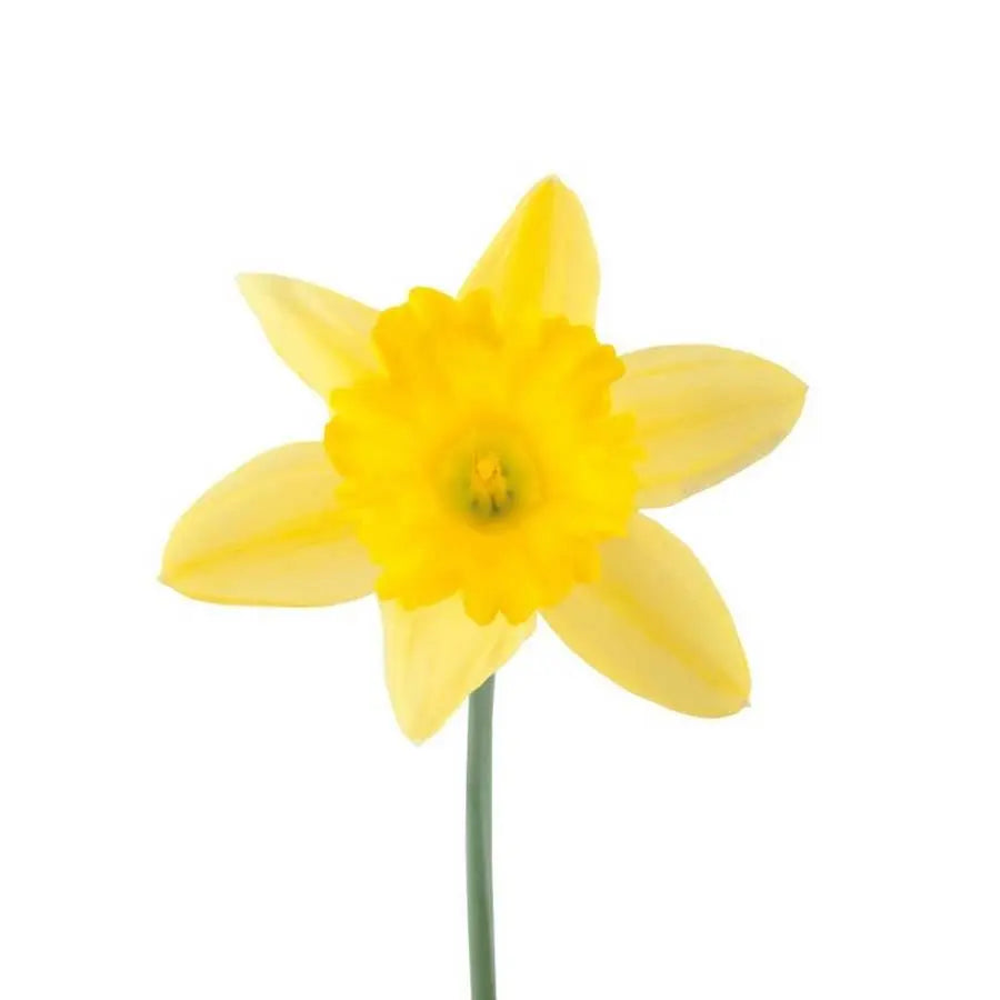 Daffodil PetalDriven