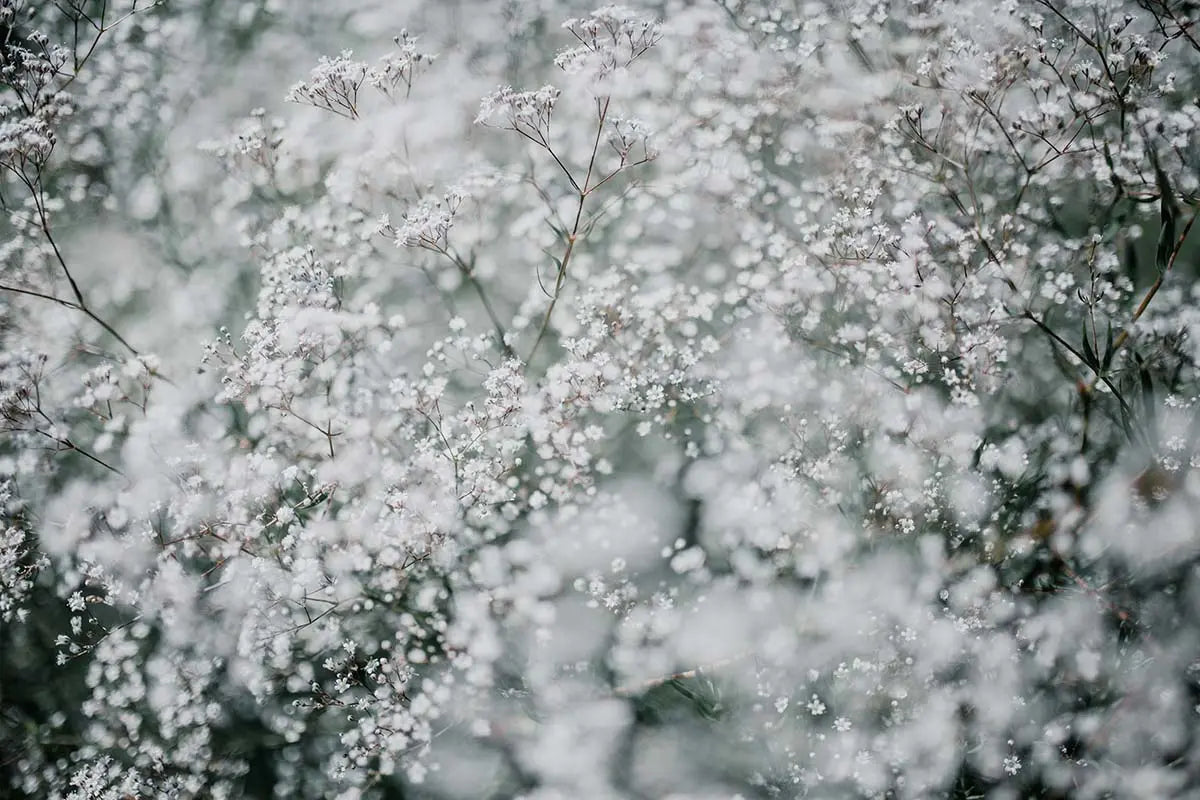 Filler Flowers