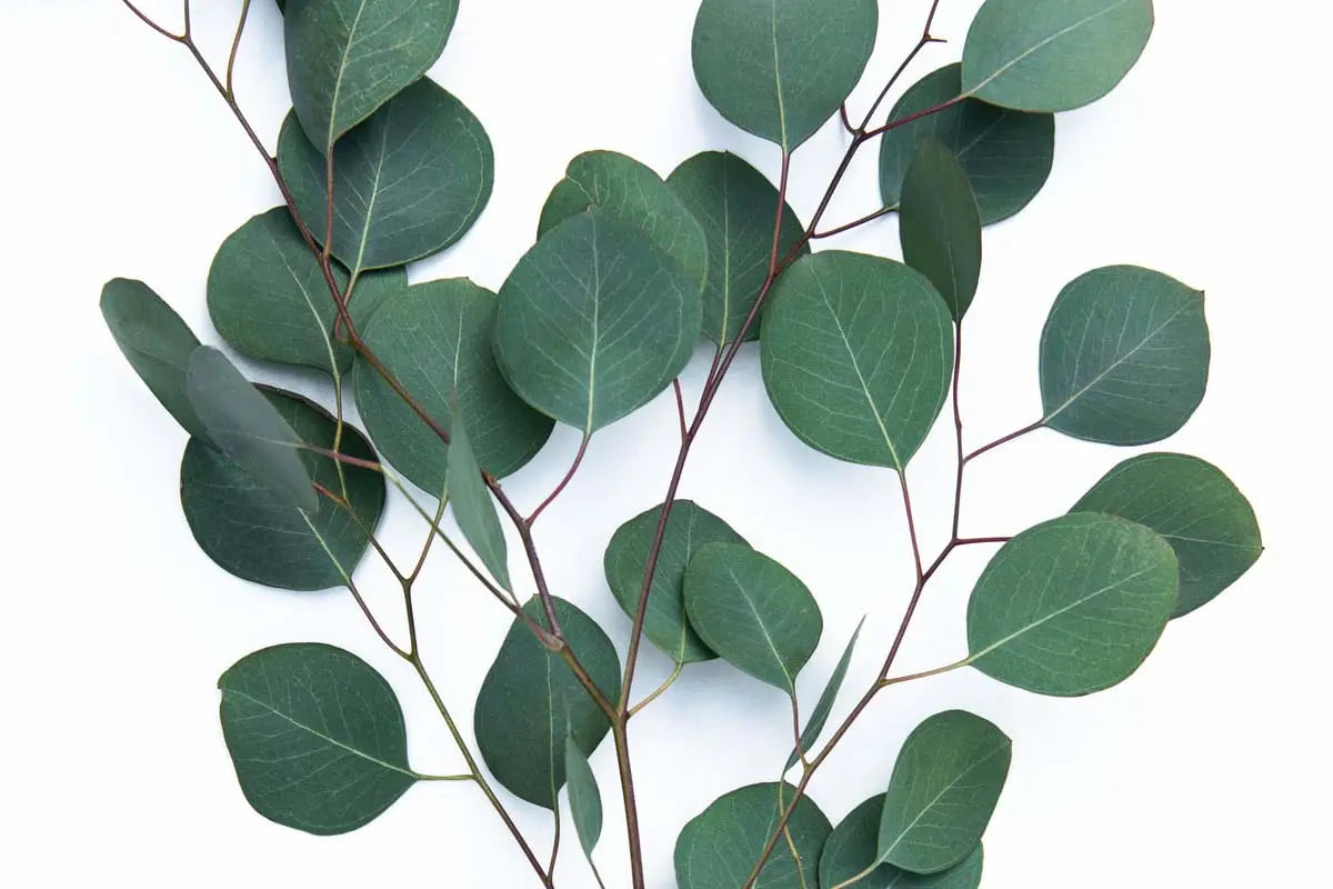 Greens