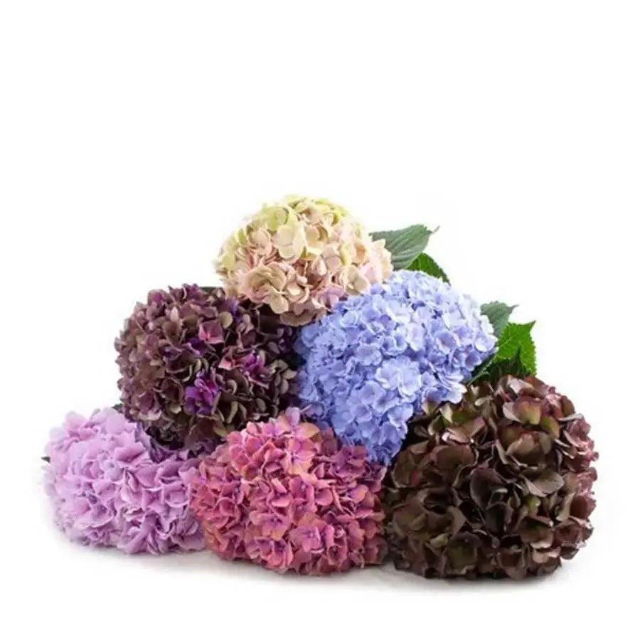 Hydrangea PetalDriven