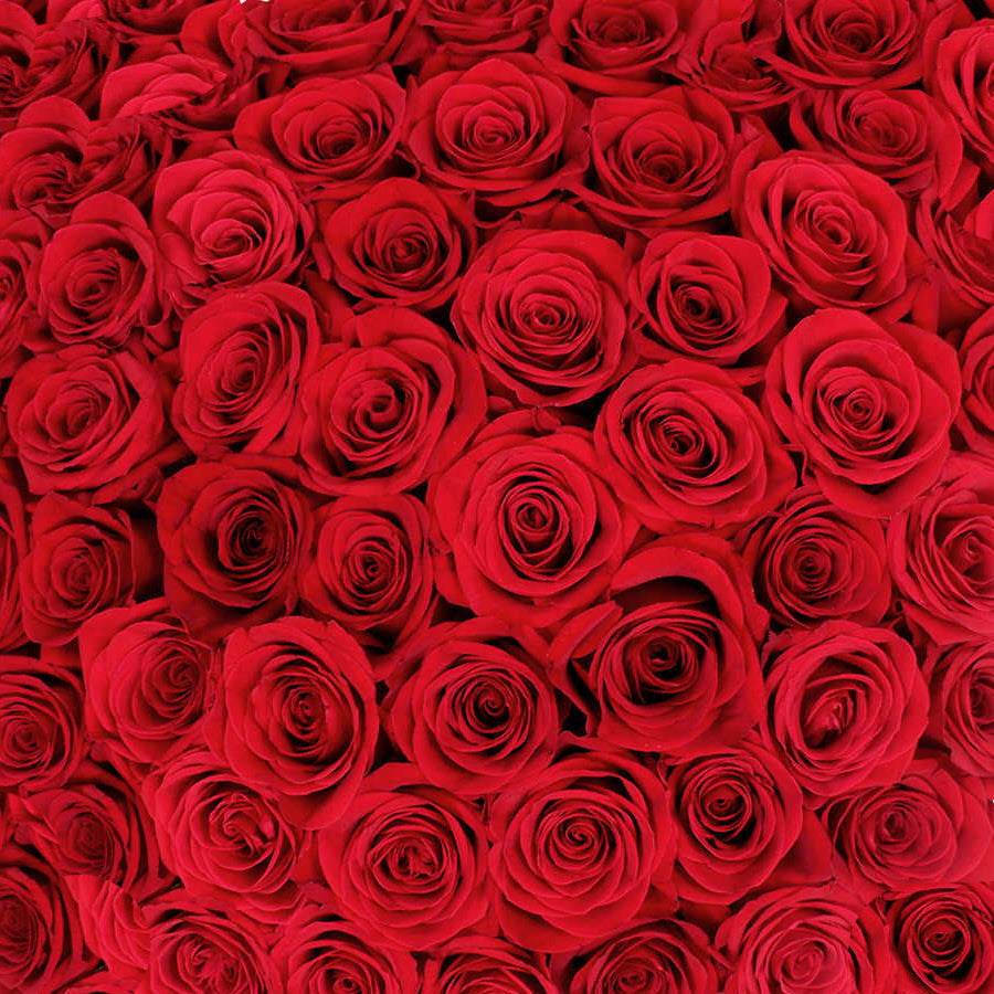 Roses