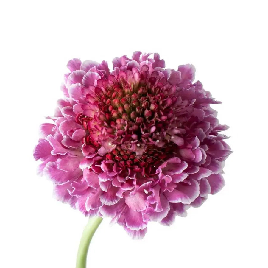 Scabiosa PetalDriven