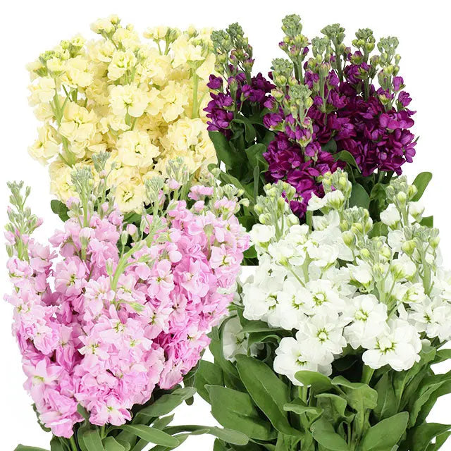 Stock PetalDriven