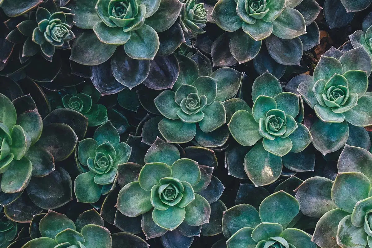 Succulents