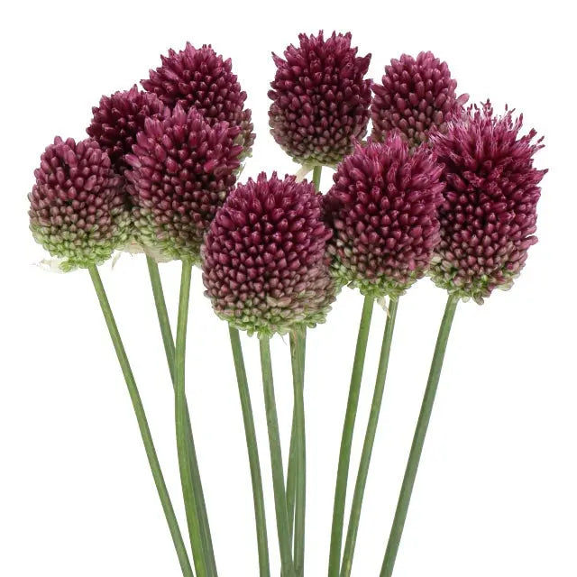 Allium Bullit Holex Dutch