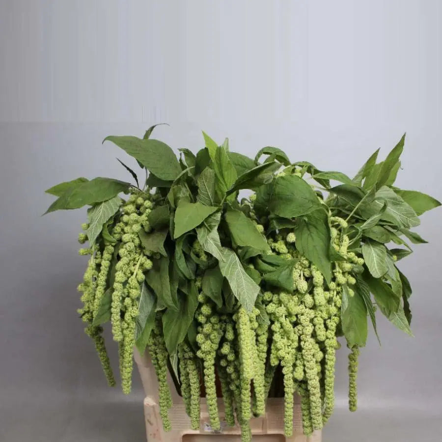 Amaranth in Green Flower Bouquet
