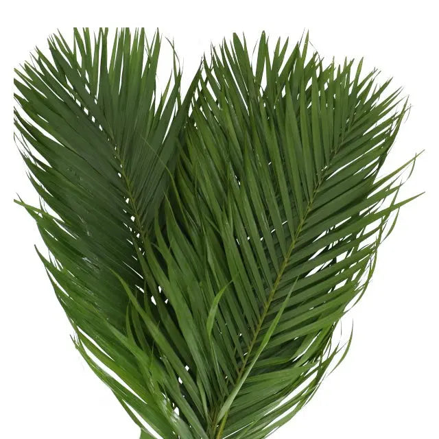 areca palm leaf sheaths Areca Cane Leaves 40 Stem Pack