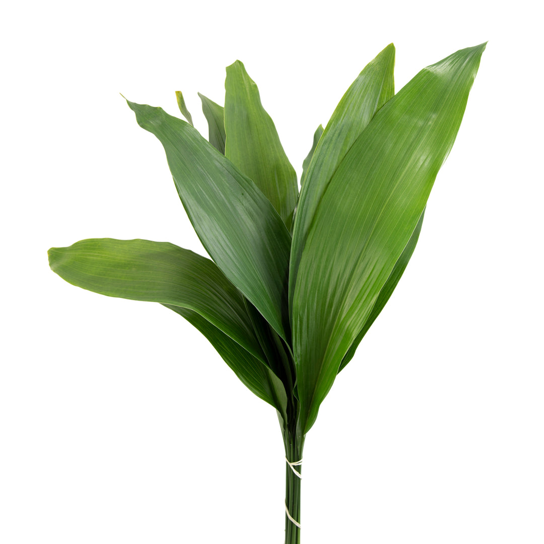 Aspidistra Elatior - 10 Bunches