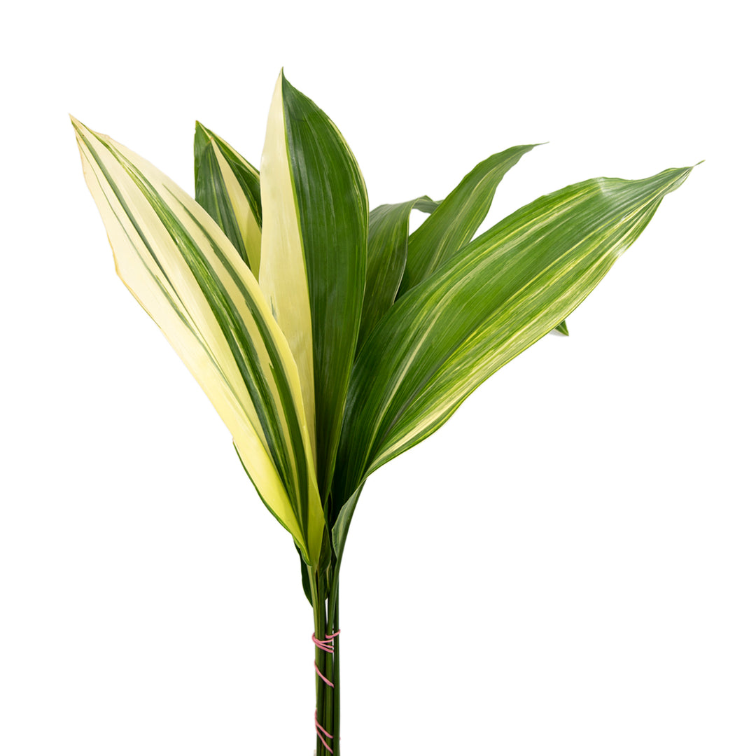 Aspidistra Varigated - 50 Stem Bunch