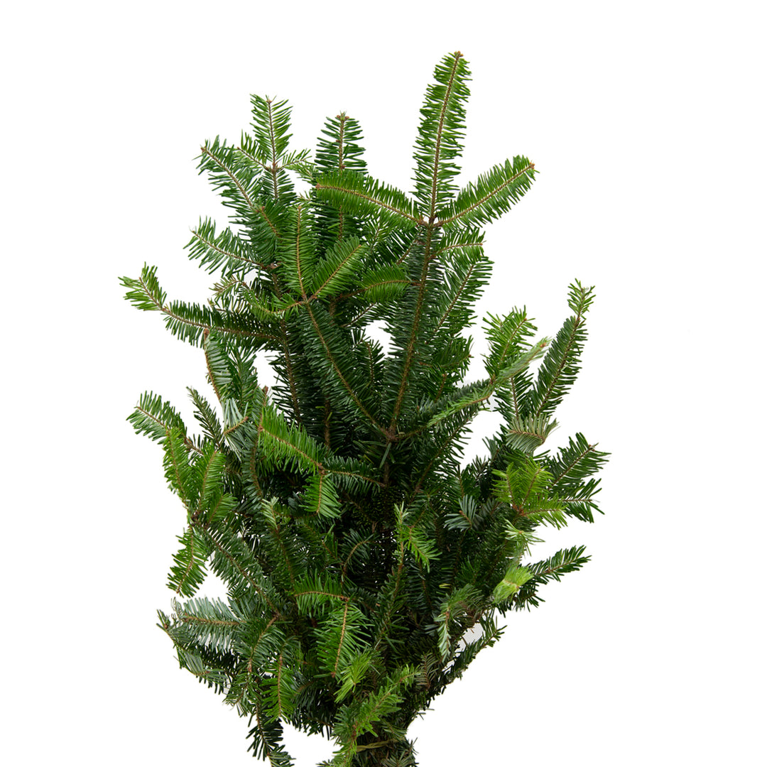 Fraser Fir