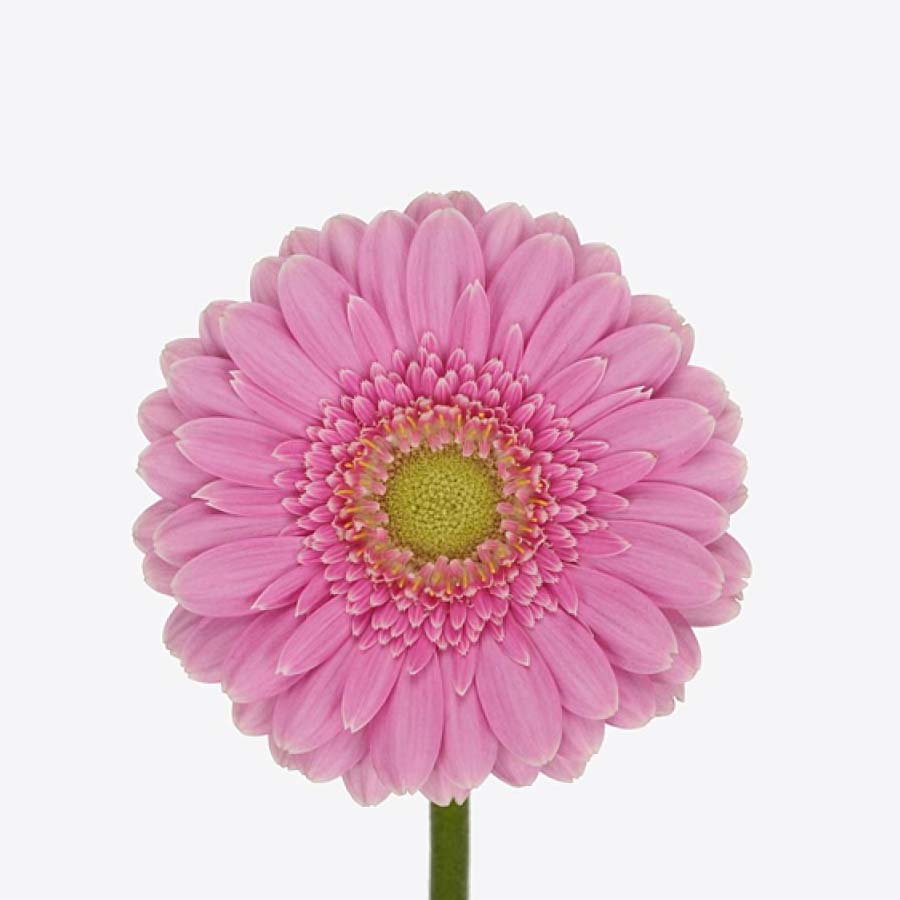 Precious Pastels Galentine's PetalKit