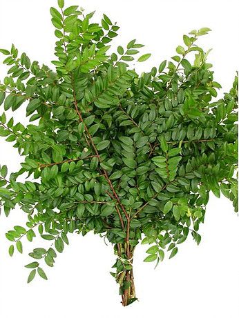 Huckleberry Greens