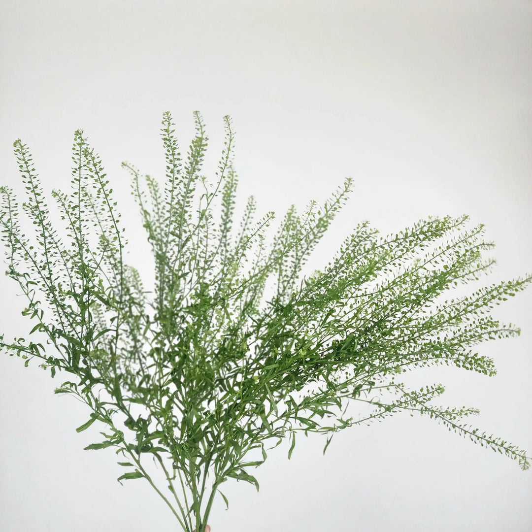 Lepidium Green Bell (Pennycress) Holex Dutch