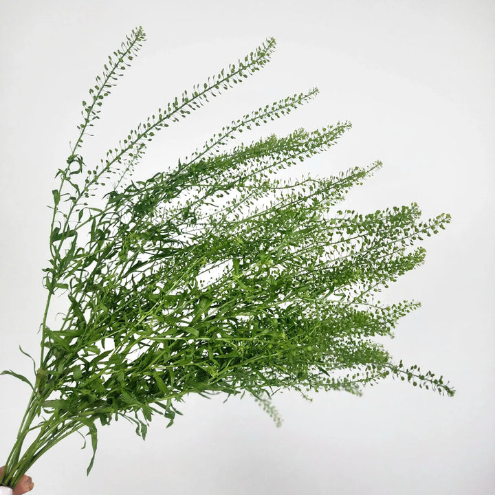 Lepidium Green Bell (Pennycress) Holex Dutch