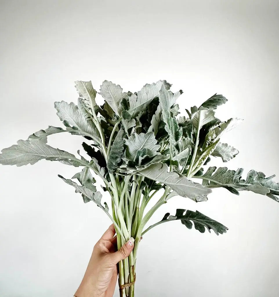 Dusty Miller Flat Leaf Holex Dutch