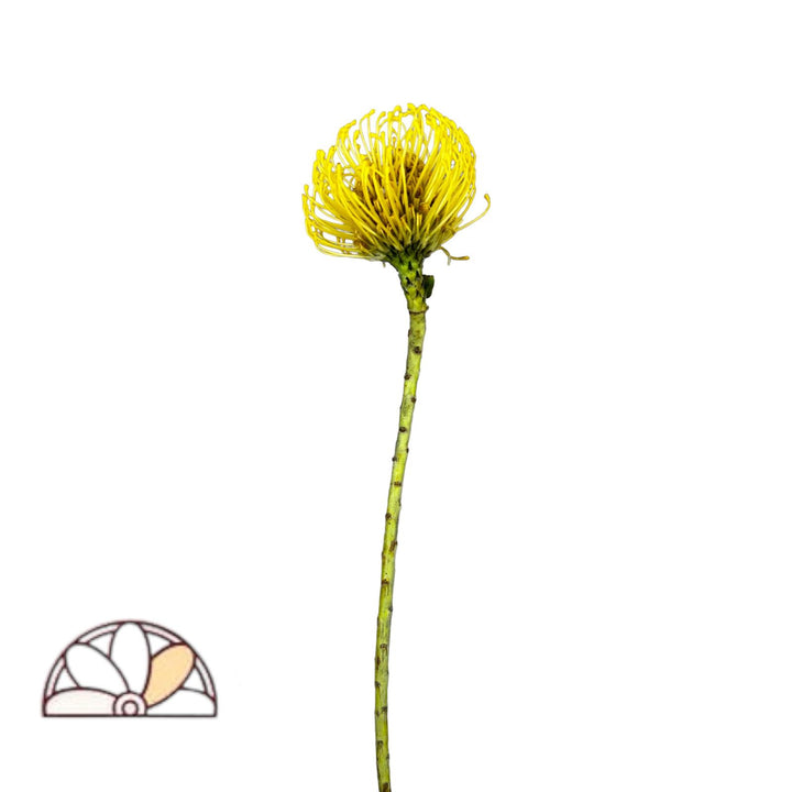 Pincushion Protea Yellow - 50 Stem Box