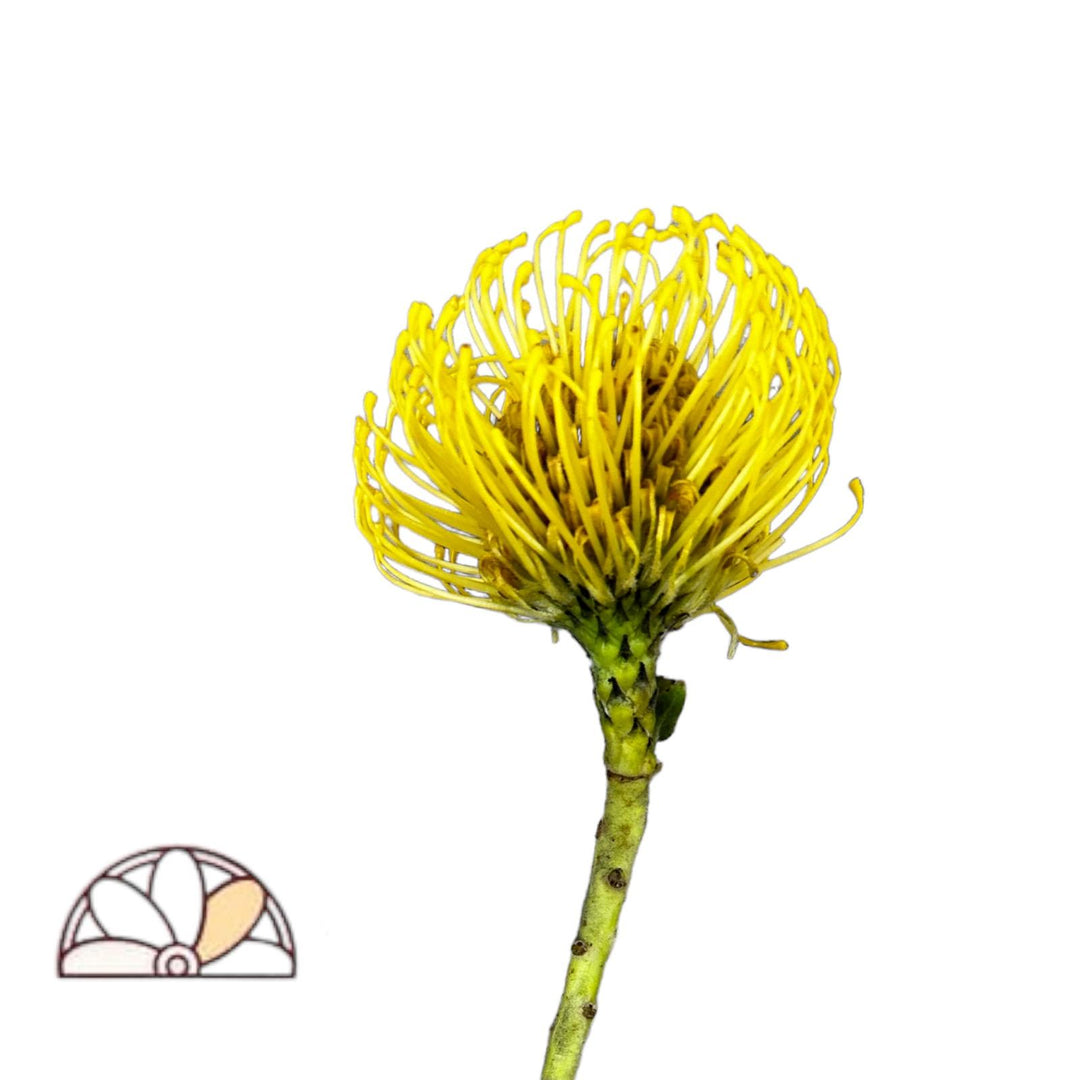 Pincushion Protea Yellow - 50 Stem Box