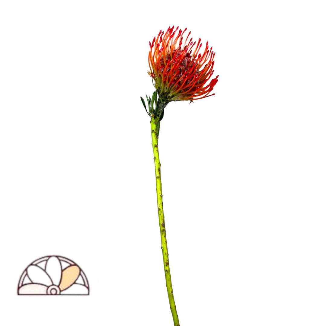 Pincushion Red 35-50cm - 50 Stem Box