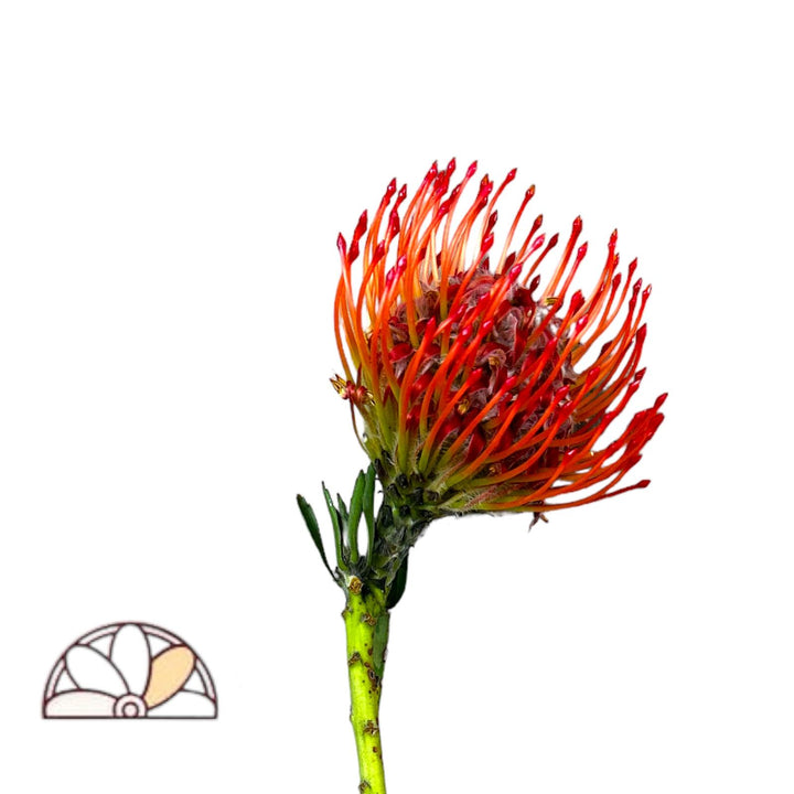 Pincushion Red 35-50cm - 50 Stem Box