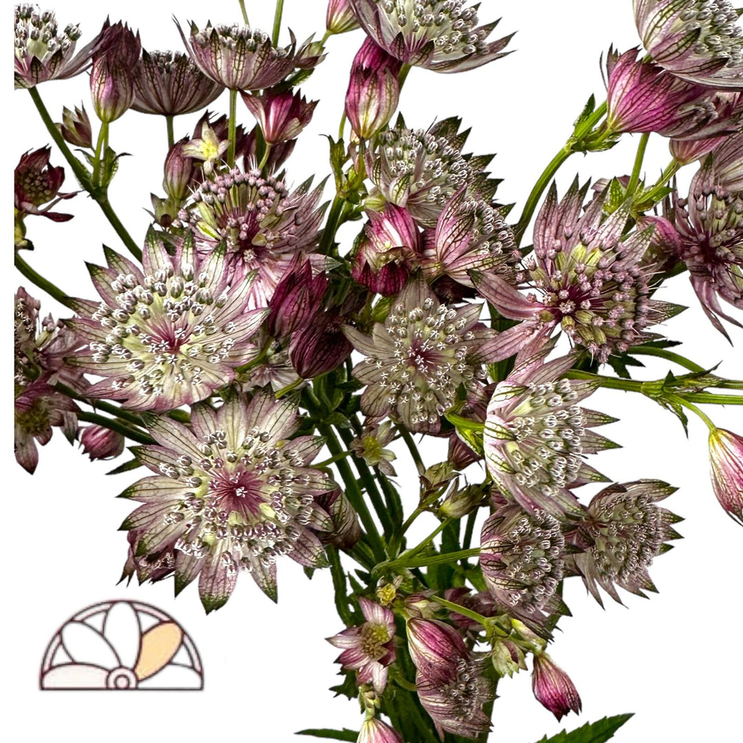 Astrantia Pink Roma