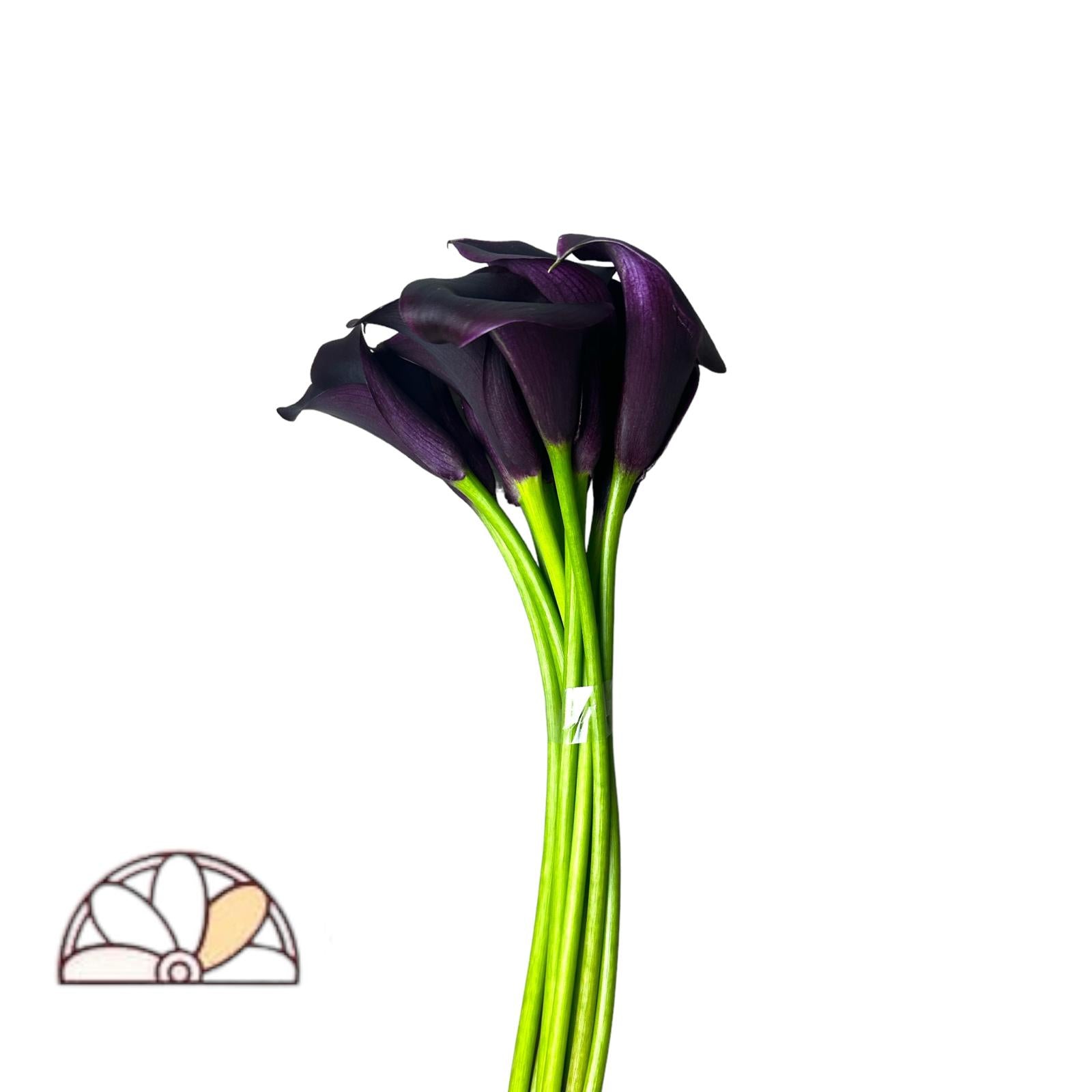 black calla lily flower Calla Lily Cantor