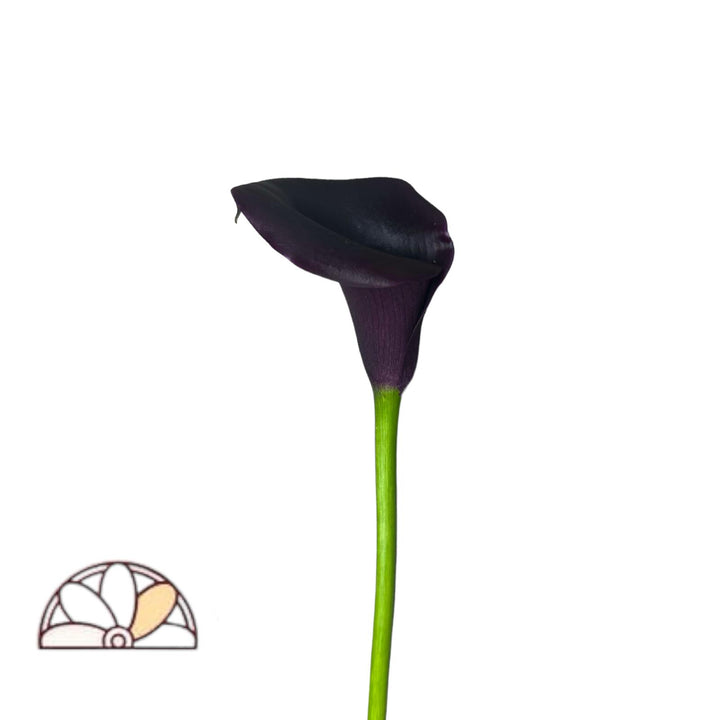 Mini Calla Lily Odessa