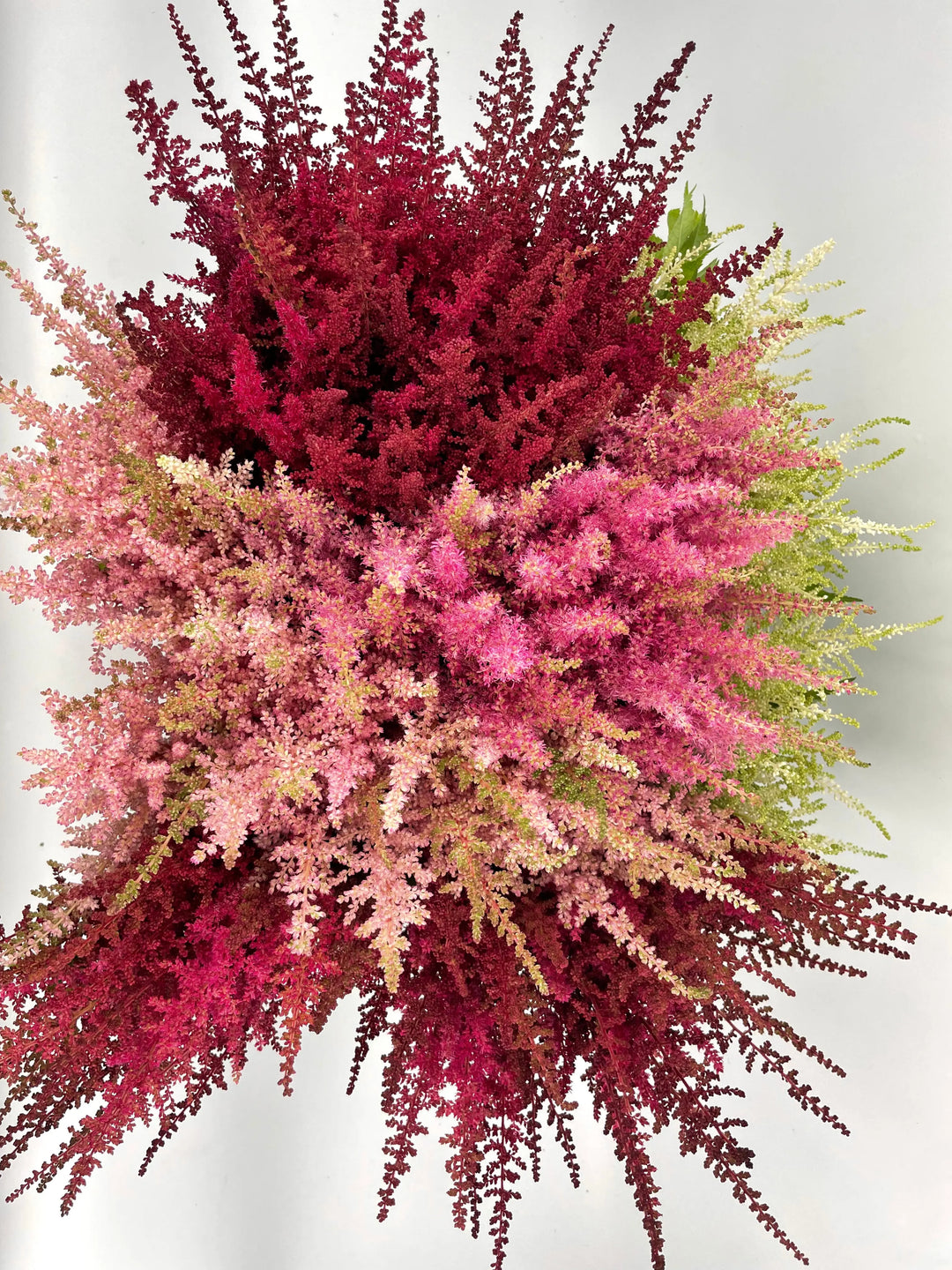 Astilbe Assorted - Bulk Box Holex Dutch