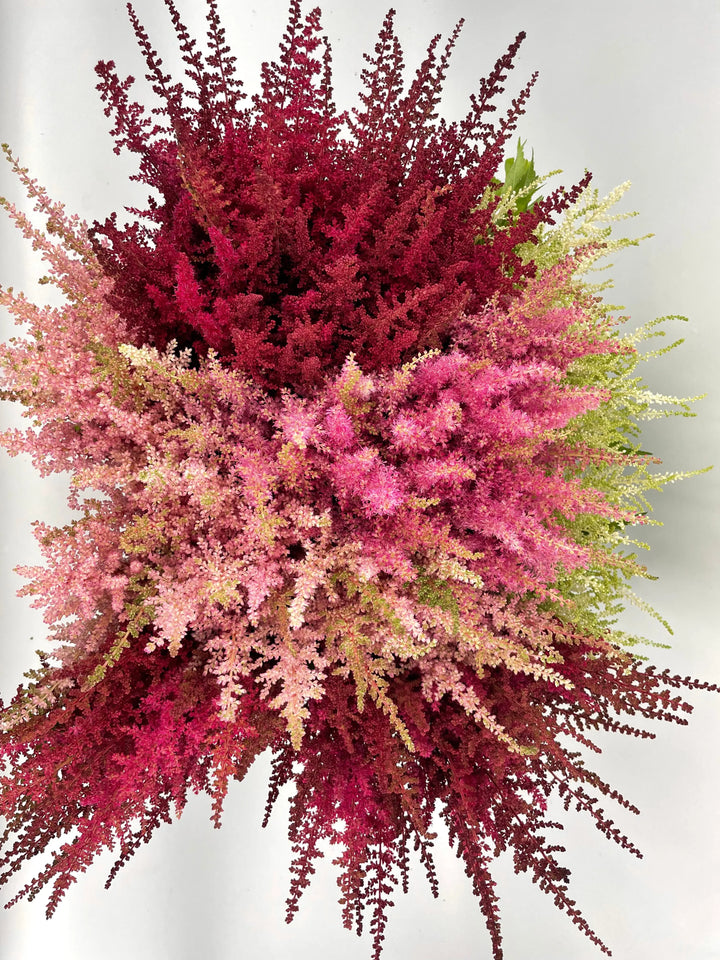 Astilbe Assorted - Bulk Box Holex Dutch
