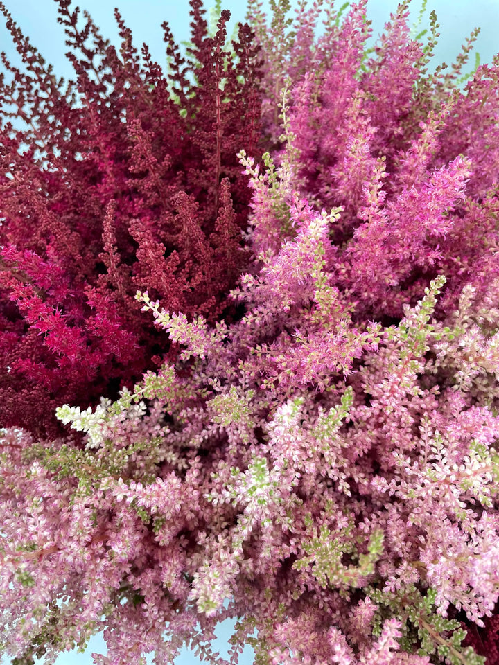 Astilbe Assorted - Bulk Box Holex Dutch