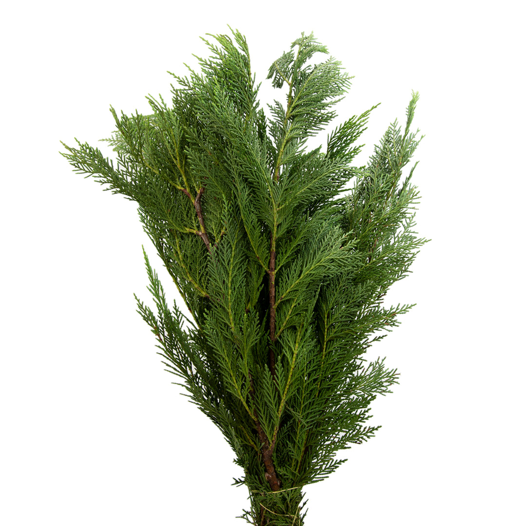 Leyland Cypress Green